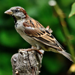 Close-up of bird perching on wood