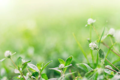 Close-up of flowering plants on field