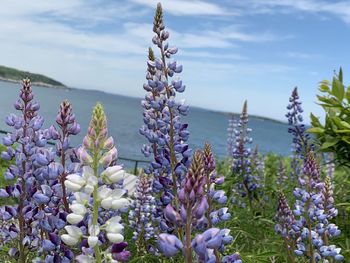 Close-up of purple flowering plants against sky