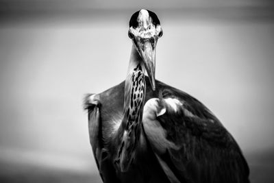 Close-up of bird against sky