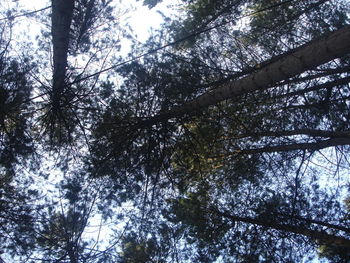 Low angle view of trees