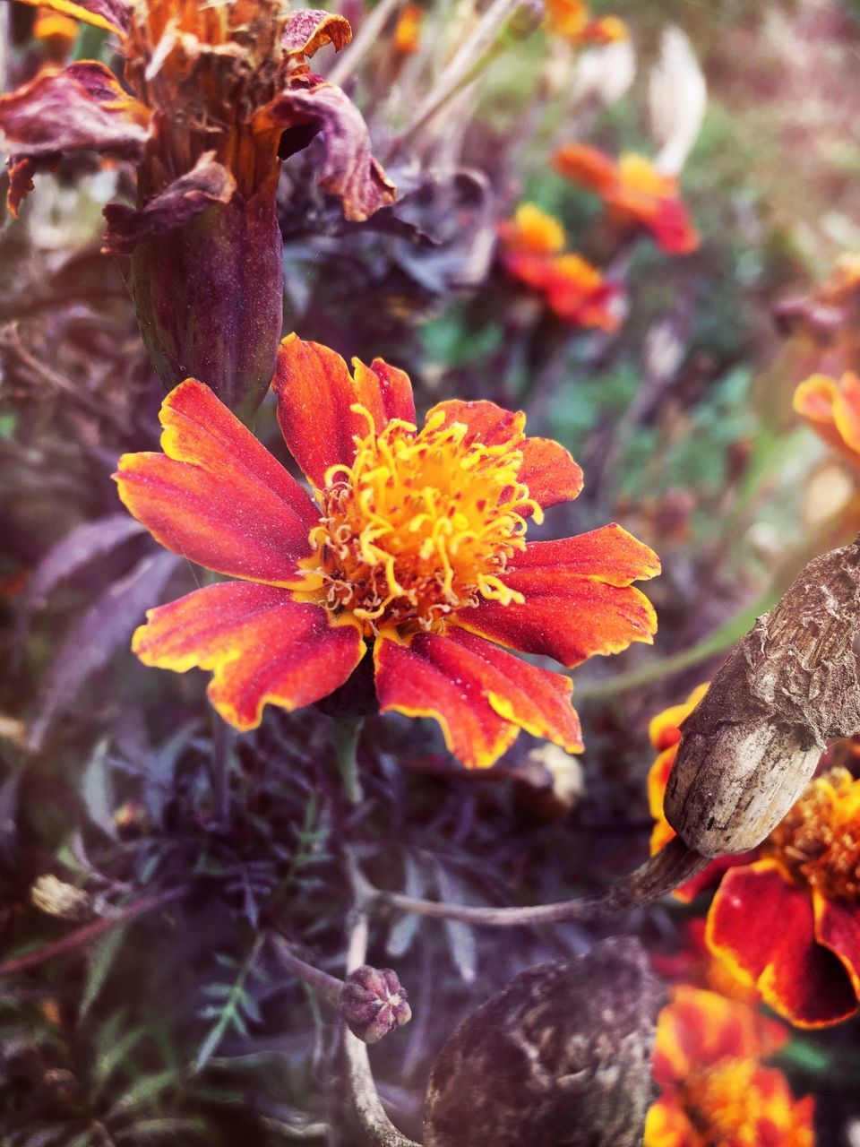 flower, petal, nature, beauty in nature, freshness, growth, flower head, no people, fragility, outdoors, plant, day, blooming, close-up