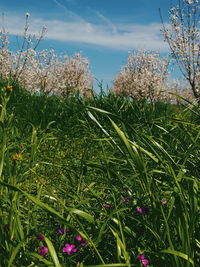 Plants growing on field