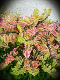 Close-up of plants