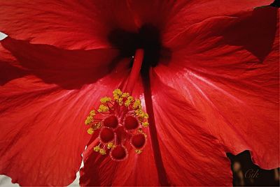 Close-up of red flower