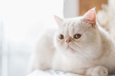 Close-up portrait of cute white cat resting at home