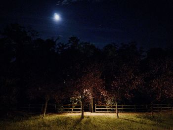 Trees against sky at night