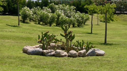 Plants and trees in a park