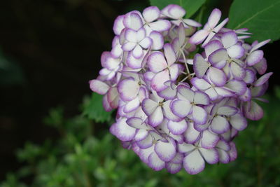 Close-up of purple flowers