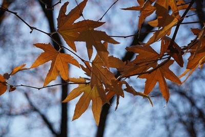 Low angle view of maple leaves on tree