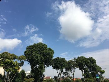 Low angle view of trees against sky