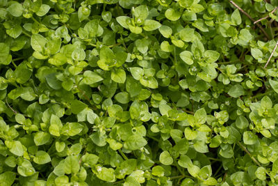 Textured background, green small leafs growing on wall.