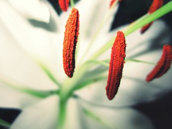 Close-up of red flowering plant