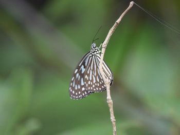 Close-up of butterfly on leaf