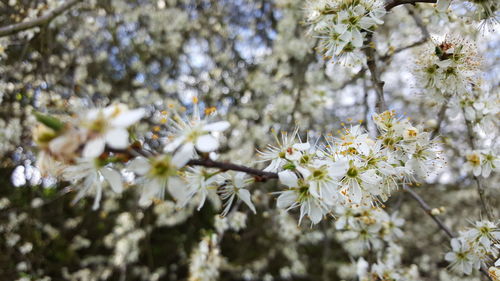 Close-up of white flowers