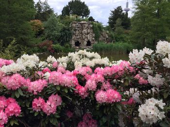 Pink flowers blooming in park