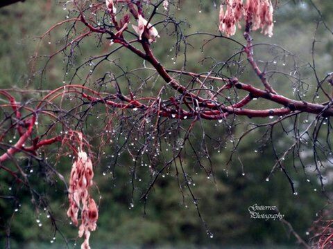 water, focus on foreground, branch, drop, close-up, growth, nature, beauty in nature, fragility, tree, freshness, wet, flower, plant, season, twig, tranquility, selective focus, outdoors, day