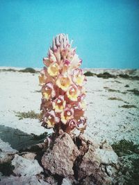Close-up of plant on rock in sea