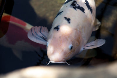 Close-up of duck swimming in water