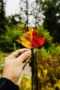 Close-up of hand holding maple leaf during autumn