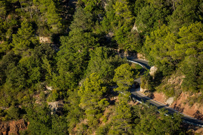 High angle view of road amidst trees in forest