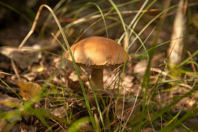 Close-up of mushroom growing on field