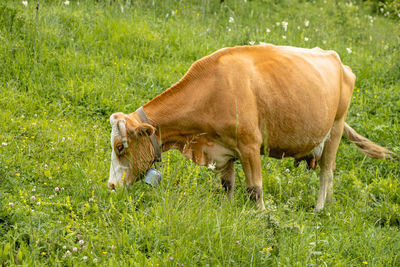 Cow grazing in a field