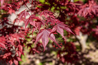 Red maple branches with the characteristic palmate leaves and small seeds with diverging wings. 