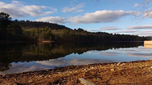 Reflection of trees in calm lake