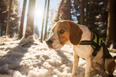 Dog looking away in snow