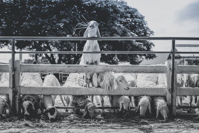 View of horse in field against cloudy sky