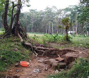 Trees and plants in forest