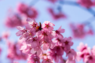 Close-up of pink cherry blossom