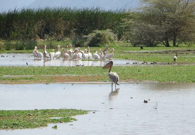 Two birds flying over water against trees