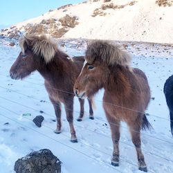 Iceland horse