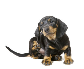Close-up of puppy sitting against white background