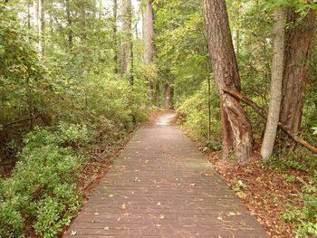 Pathway along trees in forest