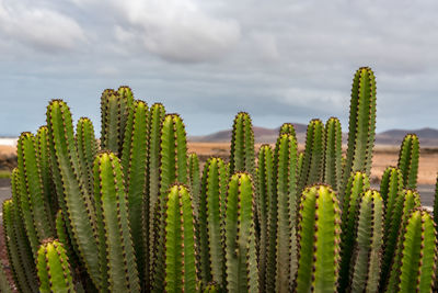 Close-up of succulent plant against sky