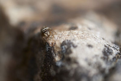 Close-up of spider on rock