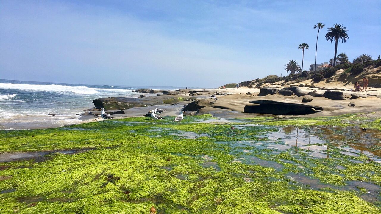 water, sea, tranquility, tranquil scene, sky, horizon over water, tree, scenics, nature, grass, plant, beach, beauty in nature, clear sky, shore, growth, day, coastline, idyllic, rock - object