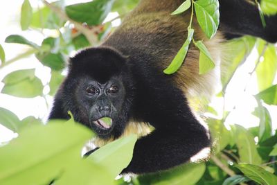 Portrait of black monkey on tree