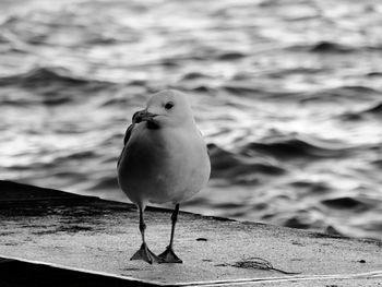 Close-up of seagull perching on retaining wall