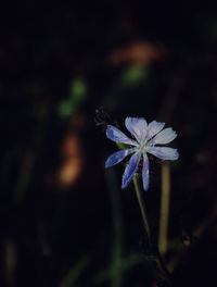 Close-up of purple flowering plant on field