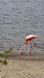 Bird drinking water