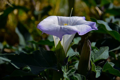 Close-up of purple flowering plant