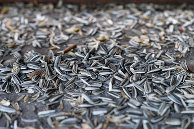 Full frame shot of sunflower seeds on floor