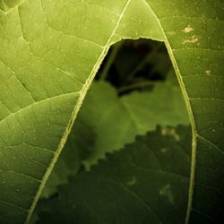 Full frame shot of green leaves