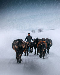 Horse on snow covered land