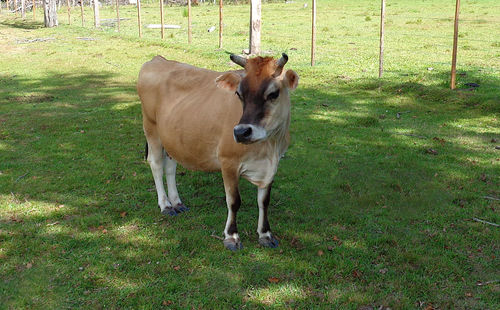 Horse standing in a field