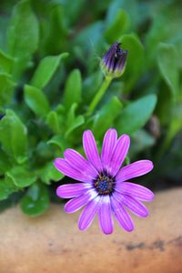 Close-up of purple flower blooming outdoors